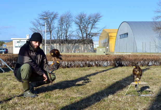 Јастребови бране аеродром од врана